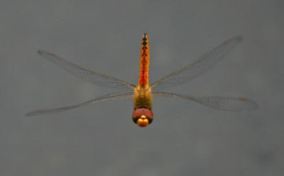 Dragon Fly 2