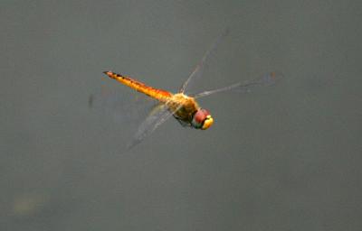 Dragon Fly 3