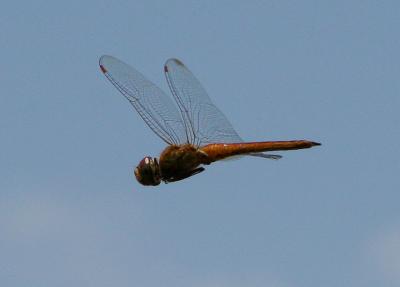 Dragon Fly 6