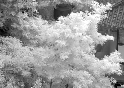 Infrared crope