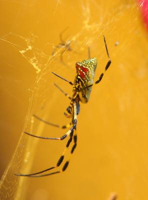 Spider Yellow 5