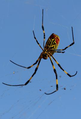 Spider Yellow 1