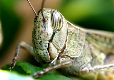 Grasshopper 10