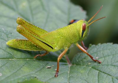 Grasshopper 11