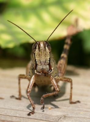 Grasshopper 17