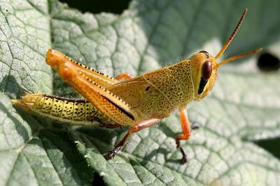 Grasshopper 18