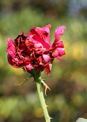 Dead Rose