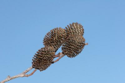 Cone