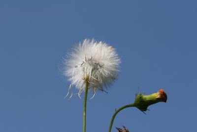 Flower 3