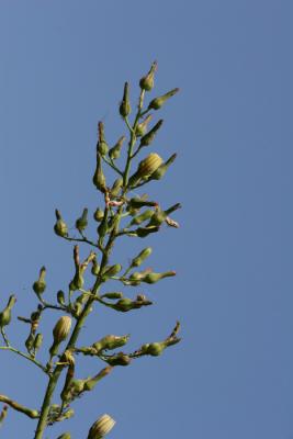 Flower 4