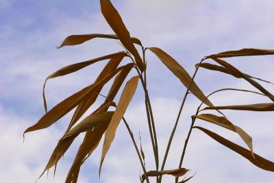 Leaf 1