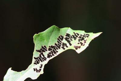 Leaf 3