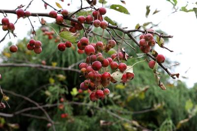 Red Berry 1