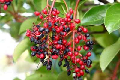 Red Berry 2