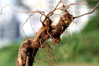 Root