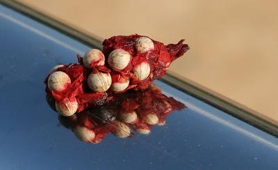 Seed