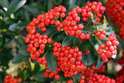 Red Berry