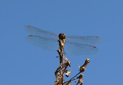 Dragonfly 10