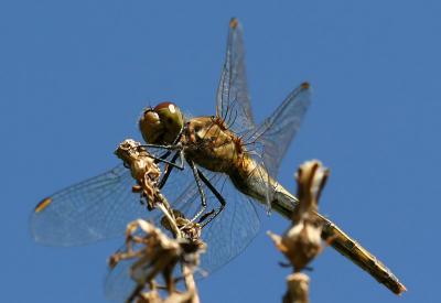 Dragonfly 12.