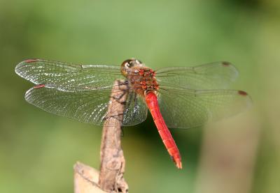 Dragonfly 15