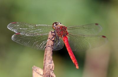 Dragonfly 16