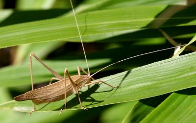 Grasshopper 16