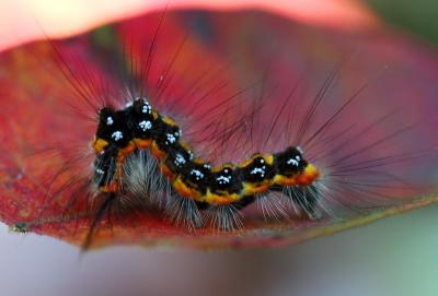 Caterpillar 2
