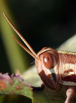 Grasshopper 19