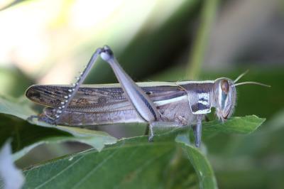 Grasshopper 21