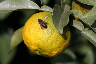 Mandarin & Fly