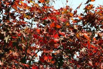 Red Leaves
