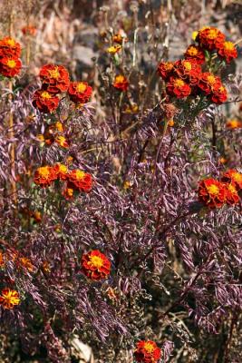 Tagetes 2