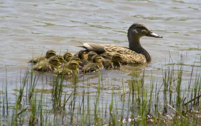 canetons canard colvert