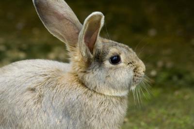 lapin