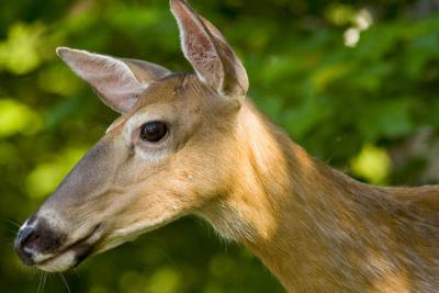  chevreuil, Parc national du Mont-Tremblant camping,White tailed deers