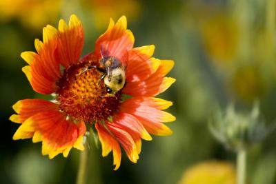 abeille     Fleurs  ,   Flower