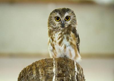 Bird Hospital in St-Jude, Quebec, Canada