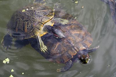 tortue