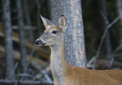 chevreuil, Parc national du Mont-Tremblant camping