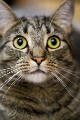 chat