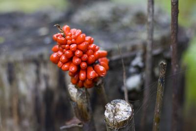 Rouge comme une tomate