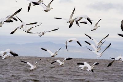 Chasse a l`oies a l`ilet pres de Quebec