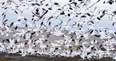 Chasse a l`oies a l`ilet pres de Quebec