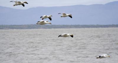 chasse a l`oies