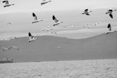 Chasse a l`oies a l`ilet pres de Quebec