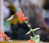 colibri , oiseau-mouche,aspirant de son long bec le nectar des fleurs