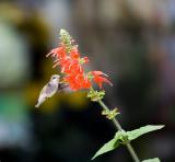 colibri , oiseau-mouche,aspirant de son long bec le nectar des fleurs