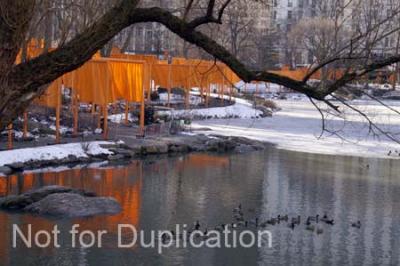 REFLECTIONS DUCKS.jpg