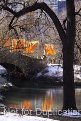 tree arch reflection.jpg