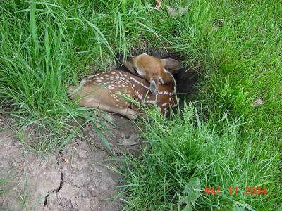 Bambi